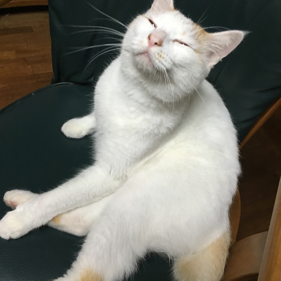 らいおんのカバー写真