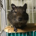 デグー オス ２匹