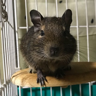 デグー オス ２匹