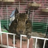 デグー オス ２匹 サムネイル3