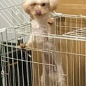 至急お願いします