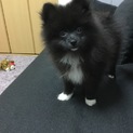 優しいポメラニアン