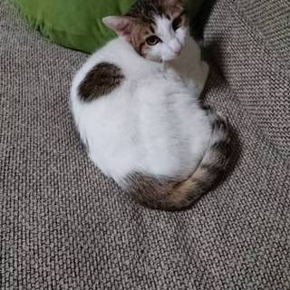 ツンデレ娘