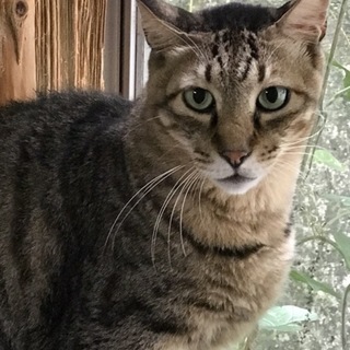 キジトラ男の子