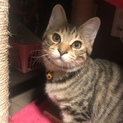 子猫の兄妹のうちの男の子