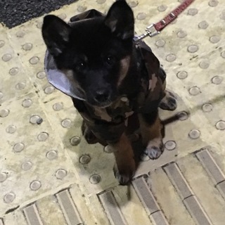 黒柴♀４ヶ月