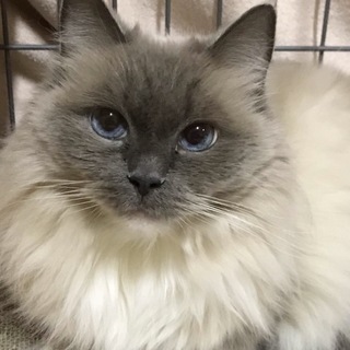 ヒマラヤン風アンニュイな女の子♡