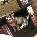 子猫の兄妹の女の子ぴこ人が大好き♡
