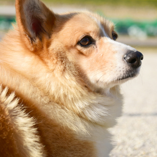 コーギーのライトくん募集中・岡崎市