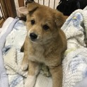 交渉中