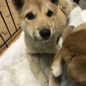 交渉中