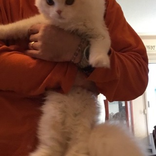 温厚で優しい甘えん坊の折れ耳スコちゃん男の子