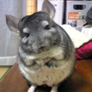 おっきめのモルモット？ちっちゃめのうさぎ？