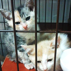 猫のごえんむすび