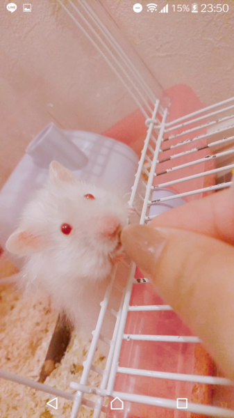 アルビノ長毛ハムスターのおっとりした男の子♡ サムネイル2