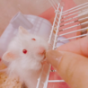 アルビノ長毛ハムスターのおっとりした男の子♡ サムネイル2
