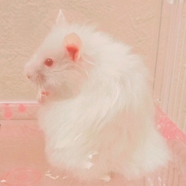 アルビノ長毛ハムスターのおっとりした男の子♡ サムネイル1