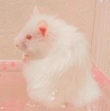 アルビノ長毛ハムスターのおっとりした男の子♡