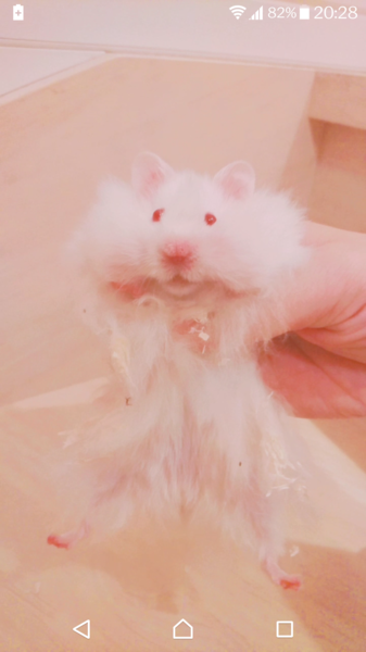 アルビノ長毛ハムスターのおっとりした男の子♡ サムネイル3
