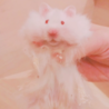 アルビノ長毛ハムスターのおっとりした男の子♡ サムネイル3