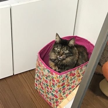 の写真