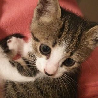 ちっちゃい！甘えん坊のおてんばさん