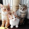 短足ですが何か？もふもふ3兄妹