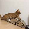 りんりんたん