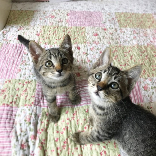 宮ねこ会のカバー写真