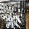 シャム風ブルーアイ♀生後２ヶ月半 サムネイル6