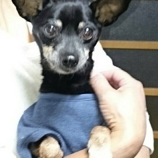 ミニピン超甘えん坊なうさ君