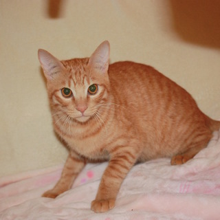 ケージから出してあげたい！茶とらのまろん君去勢済み