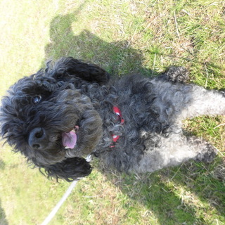 人懐っこい 可愛い子です(o^^o)