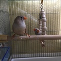 錦華鳥ペア&オス1匹の里親を募集しております。
