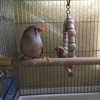 錦華鳥ペア&オス1匹の里親を募集しております。