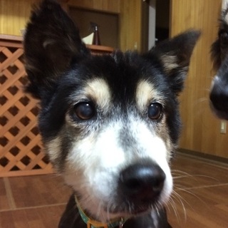 花ちゃんの里親さん緊急募集！