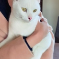 抱っこ大好き！とっても甘えん坊な猫ちゃん☆