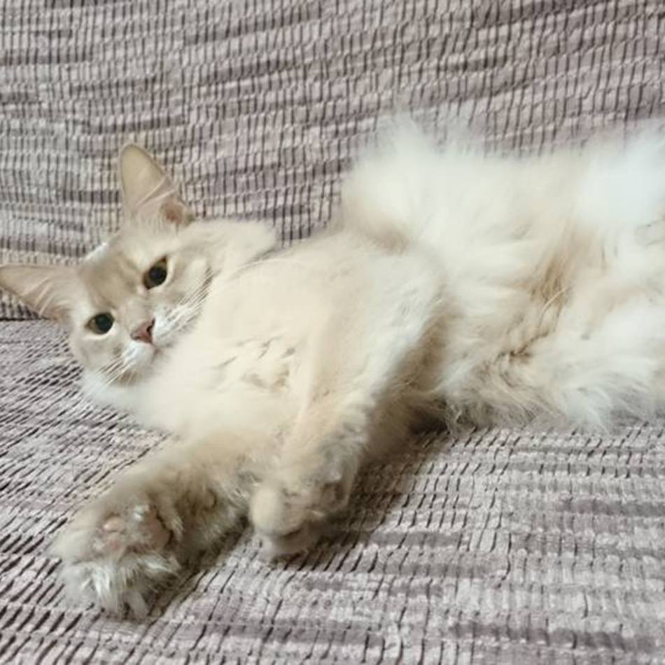 林汰のカバー写真