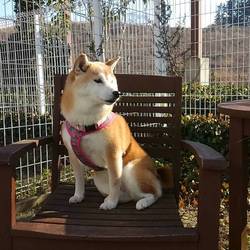 今年最後のドッグラン(*´∀`)♪