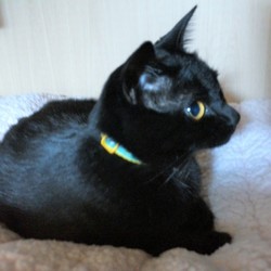 「クーちゃんの秘密の隠れ家」サムネイル2