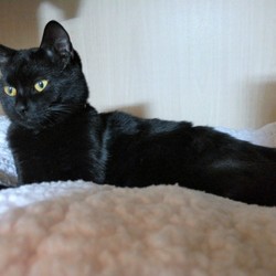 「クーちゃんの秘密の隠れ家」サムネイル3