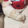 遊んでいたら突然電池切れ笑