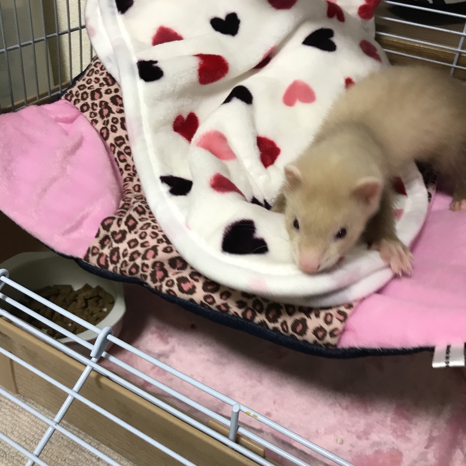 ココちゃんのカバー写真