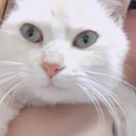 コンちゃん里親さん募集中