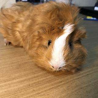 モルモット 1歳4ヶ月 女の子です
