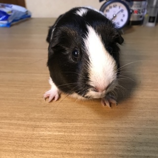 モルモット 11ヶ月 女の子です
