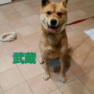 忠犬という言葉がぴったりな武蔵！！