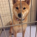柴犬（血統書付き）里親募集