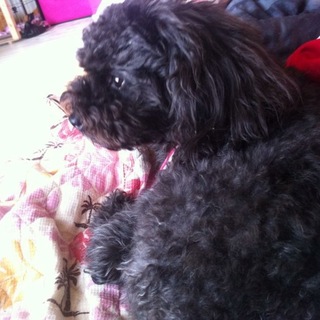 トイプードル