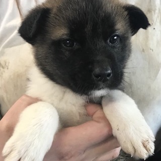 ♂５３６里親さん募集です(^-^)